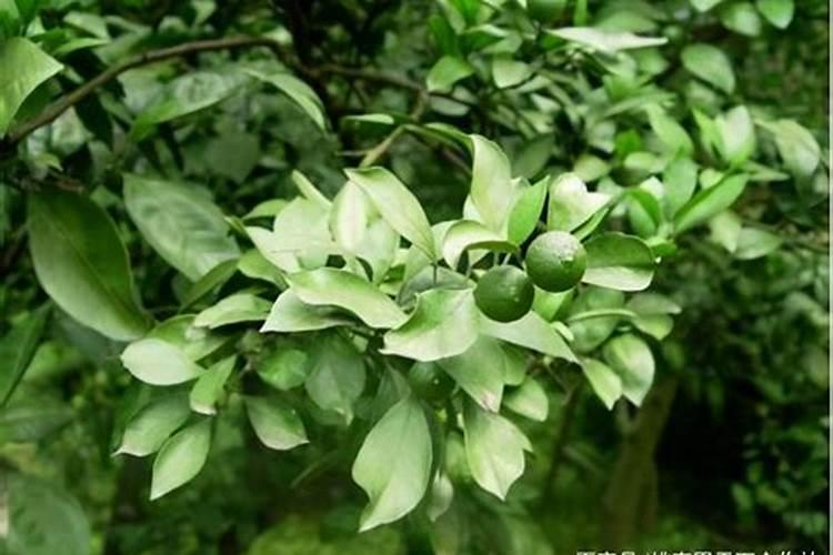 桂花施什么肥料最好