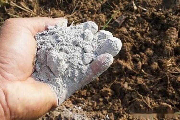 豌豆施肥方法和注意事项 豌豆施肥方法和注意事项有哪些