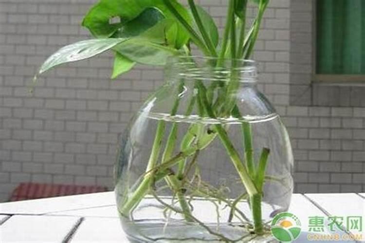 绿萝营养液是浇根部还是喷叶面 绿萝怎么养