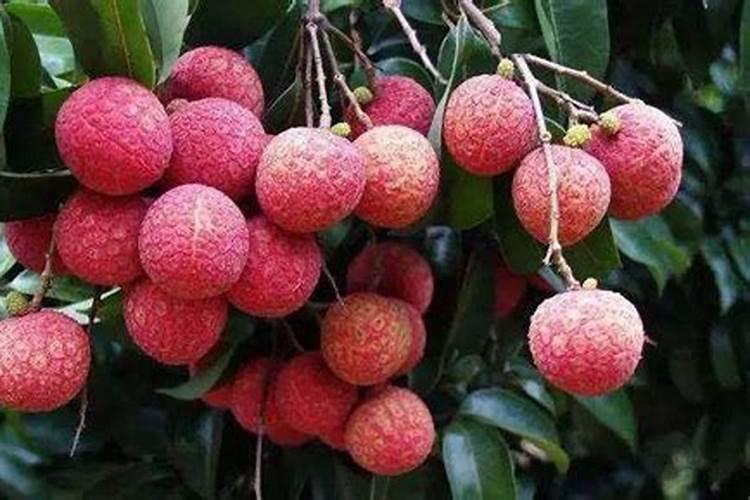 怎样根据荔枝需肥特点进行施肥