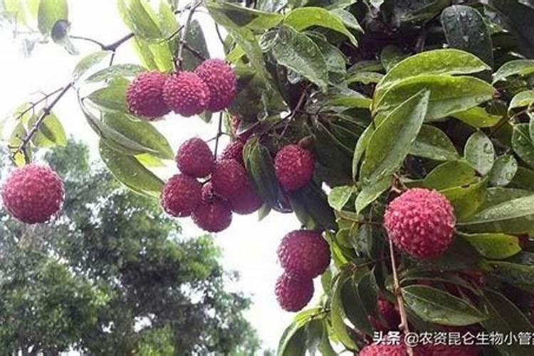 荔枝长肉时施什么肥最好