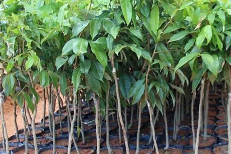 荔枝专用叶面肥什么好