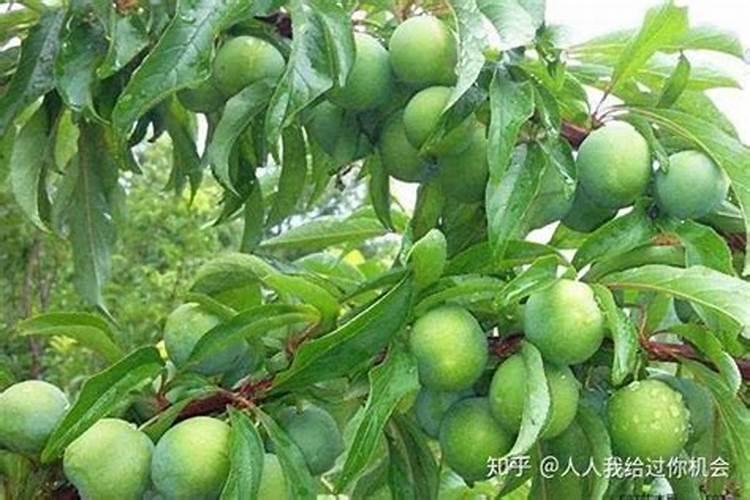 李子树现在可以追肥吗