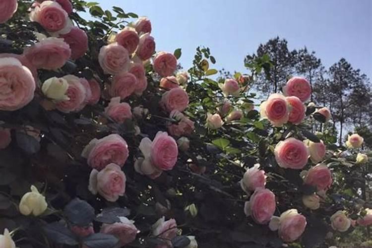 龙沙宝石怎么养