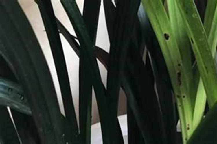 种植柚子树常用的肥料有哪些