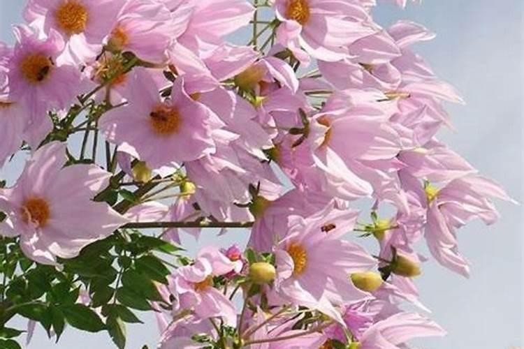 桑葚树怎么施肥