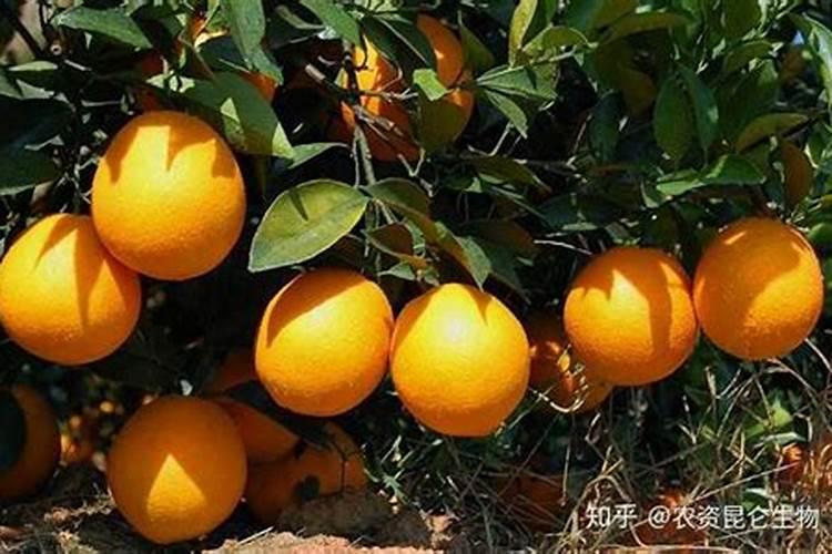 桑葚施肥方法和注意事项 桑葚如何施肥