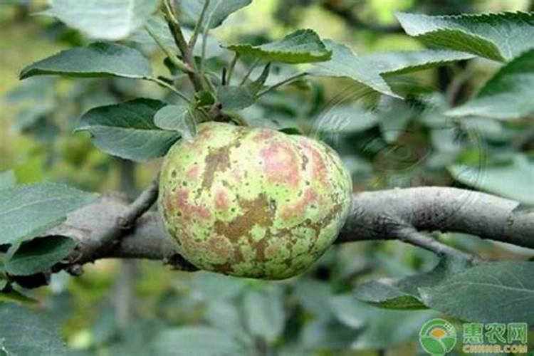 用什么药可以防治苹果的病虫害？