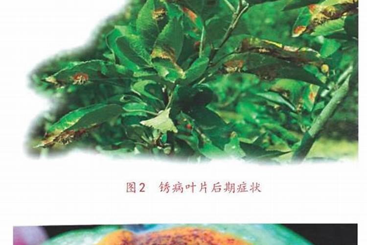 苹果树有锈斑是怎么回事