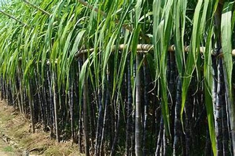 辣椒用什么肥料最好