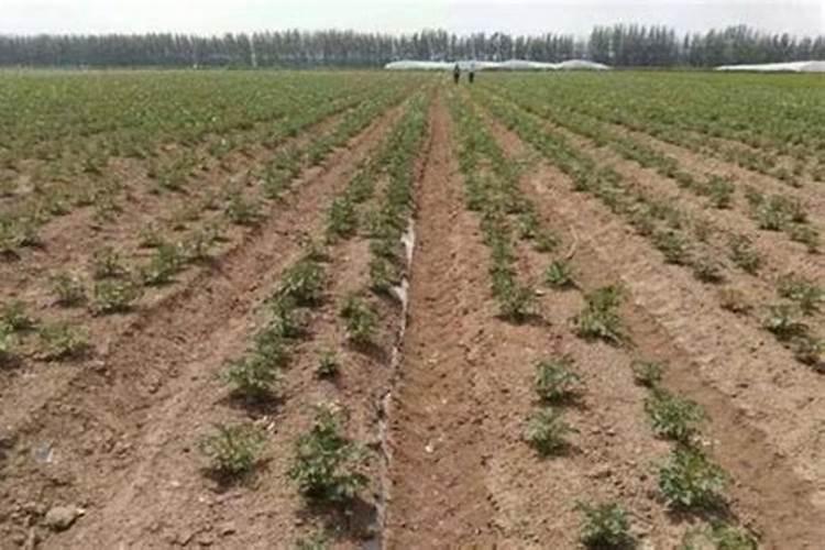马铃薯用什么配比的底肥？追肥什么时候用最好？每亩多少合适？