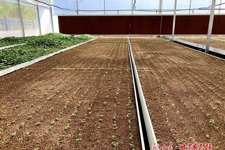 马铃薯地施什么肥最好