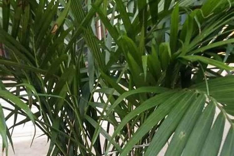 散尾竹怎么养才让它枝繁茂盛