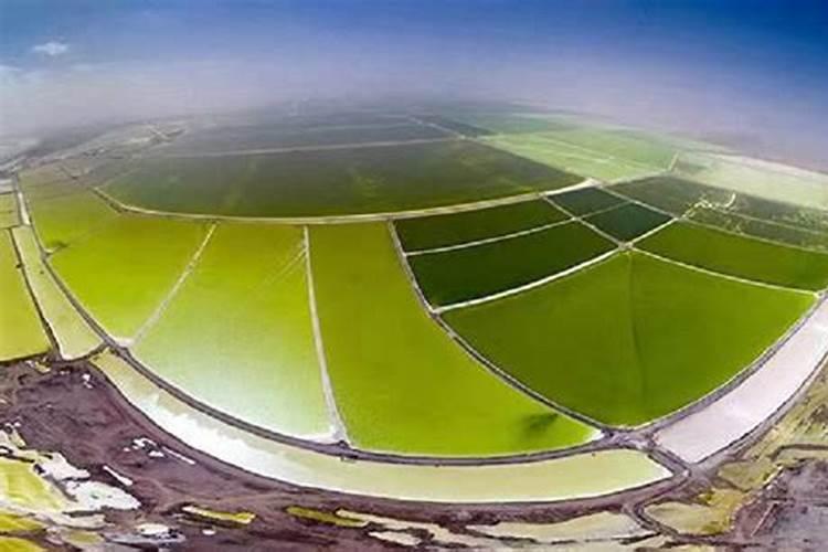 用什么农药可以使茶树枝条长得又粗又直？