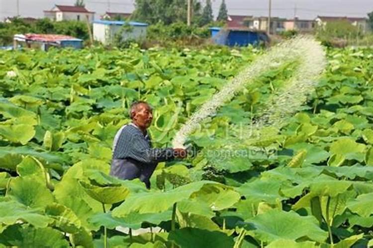 莲藕杀菌用什么杀菌剂 杀菌剂什么时候用效果好