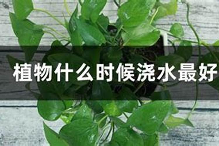 种辣椒需要用什么肥料？