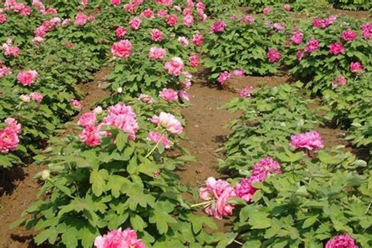 牡丹花什么时候施肥好