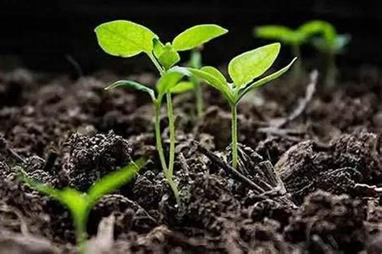 矮桩秋冠可移栽吗