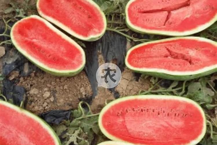 茶叶施肥用尿素行不行 什么时间施肥好