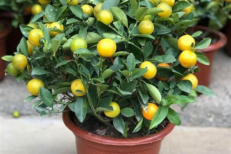 哪种药物能够让脆蜜金桔的果皮变软