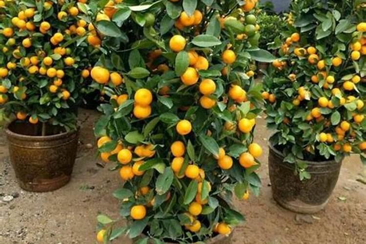 盆栽金桔怎么施肥,施什么肥