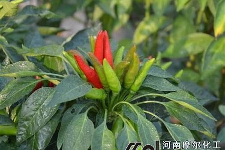 辣椒结果期施什么肥 结果期死棵的原因