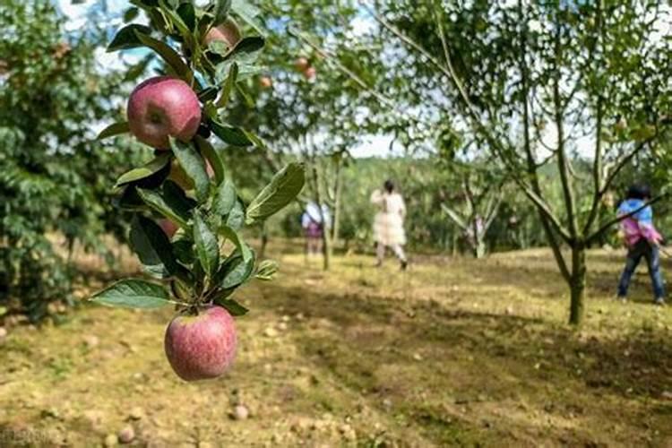 洋芋种植用什么做底肥 洋芋种植高产技术云南