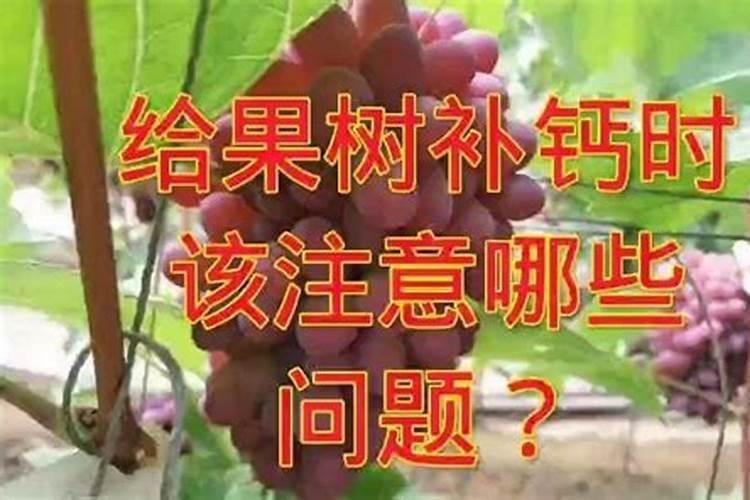 什么东西可以当花草的肥料,植物肥料有哪些