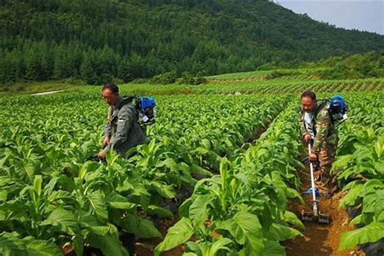 草木灰的正确使用方法