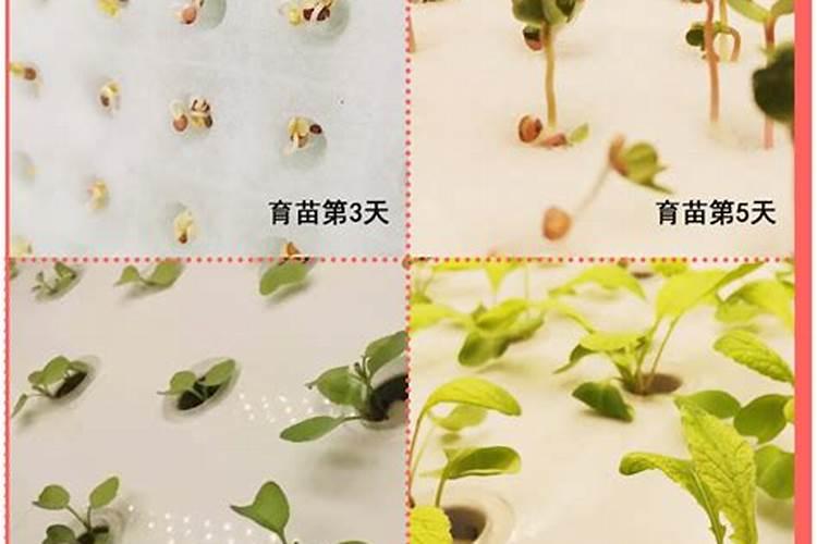 百香果种子种下几年才能结果？