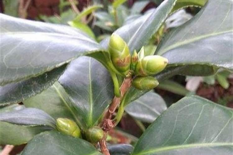 茶花土壤如何配