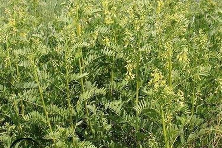 红糖肥水一亩用多少