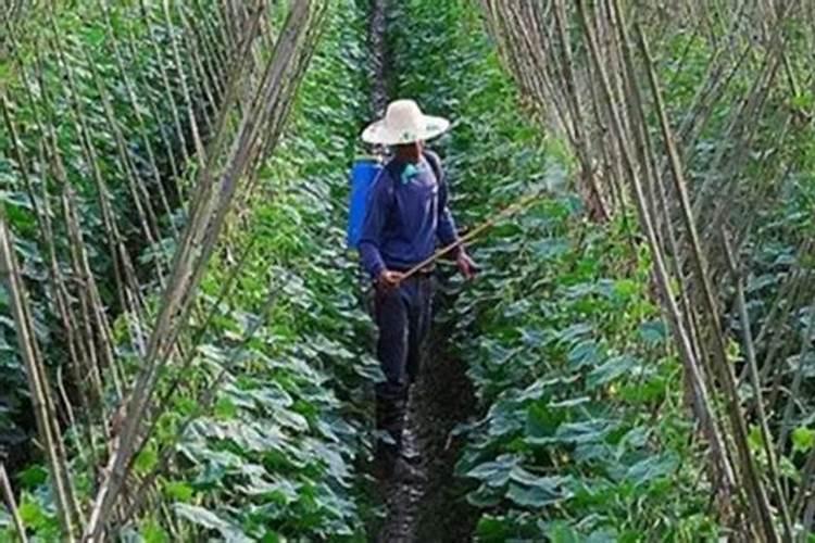 桂林正丰生态水溶肥可以施喷叶面吗？