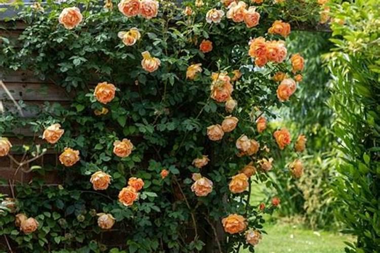 白磷会自燃的原因是什么？你有什么看法？