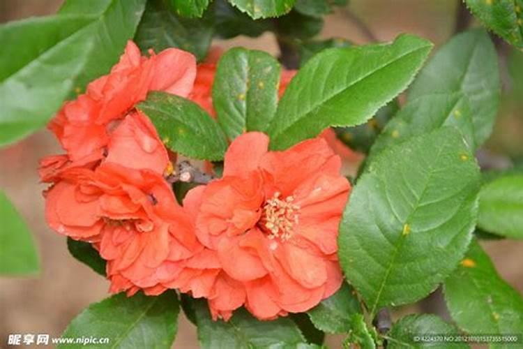 红掌白掌的养殖方法和注意事项