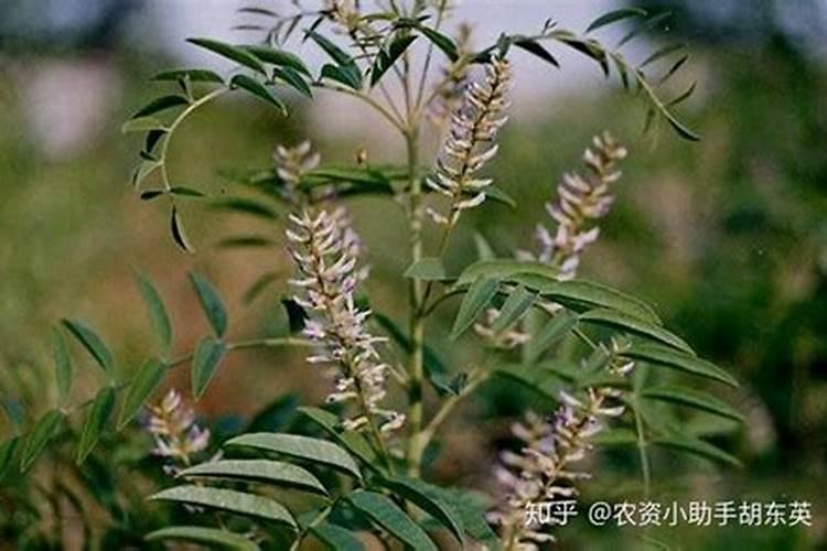 火麻籽怎么种植