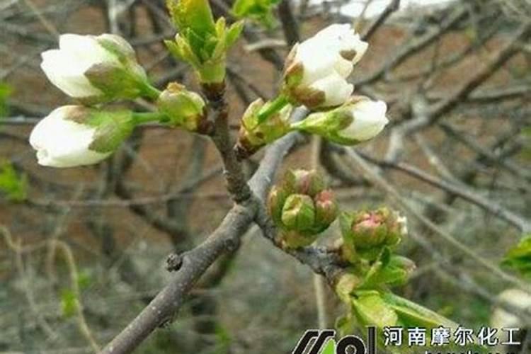 大樱桃花前和花后,打那些药能够提高做果,也不伤害果树长
