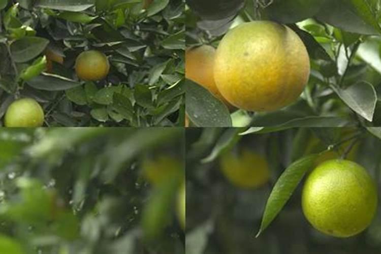 蓝莓开花时需要施肥吗