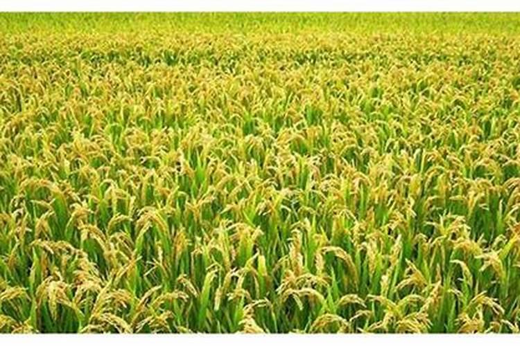 丰收百亿微生物菌剂的作用