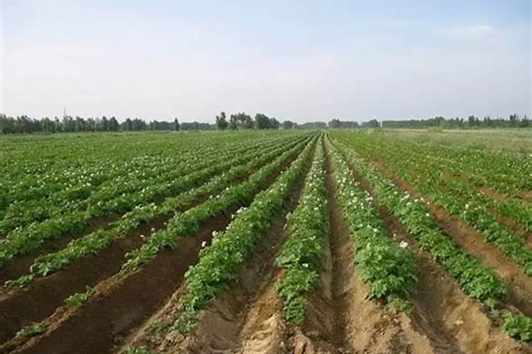 插杨树苗的栽培技术