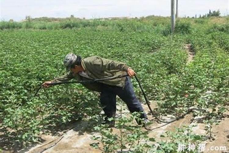 冬季扦插杨树苗的技术与方法