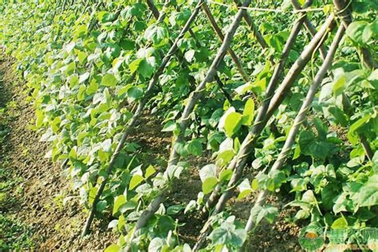 黄瓜流胶病怎么处理好啊