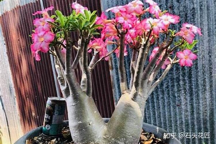 春季沙漠玫瑰如何追肥