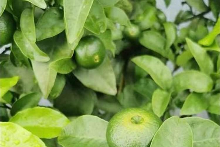 爱媛38最早几月份开花？