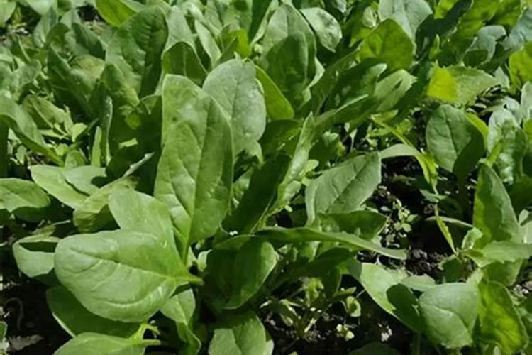 山东年糕的做法