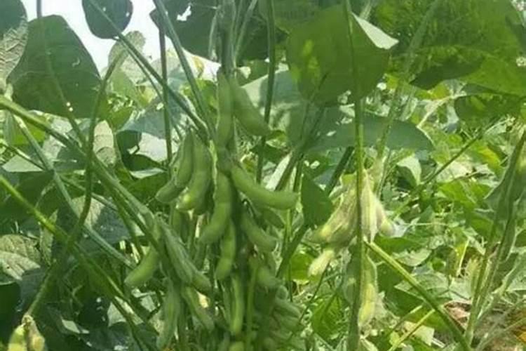 大豆花期喷什么叶面肥好