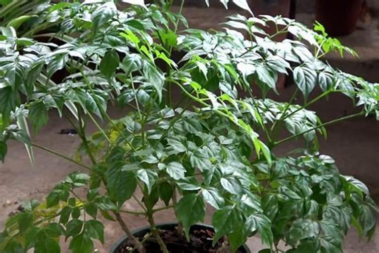 幸福树用什么肥料