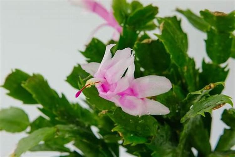 蟹爪兰施什么肥可以开花