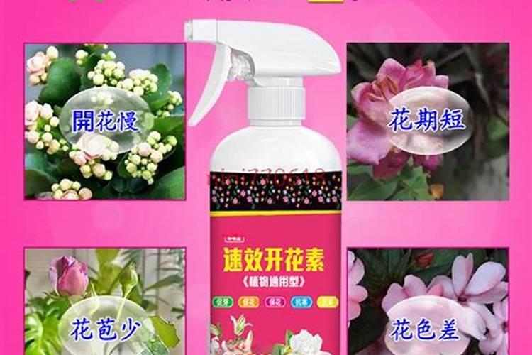 三角梅的最好肥料
