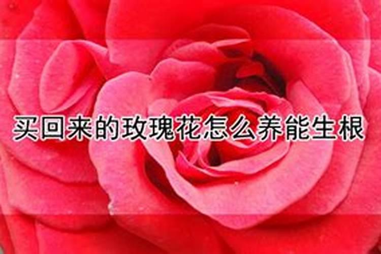 玫瑰枝100%生根方法